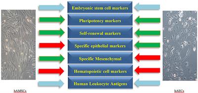 The Bottlenecks in Translating Placenta-Derived Amniotic Epithelial and Mesenchymal Stromal Cells Into the Clinic: Current Discrepancies in Marker Reports